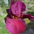 Bathsheba Comes - fragrant reblooming tall bearded Iris