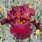Battle Royal - tall bearded Iris
