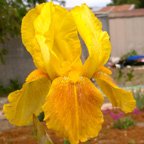 Bayberry Candle - tall bearded Iris