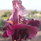 Be My Love - tall bearded Iris
