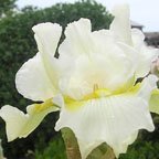 Be A Dream - reblooming tall bearded Iris