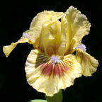 Beach Baby - fragrant SDB Standard Dwarf Bearded