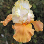 Beachgirl - tall bearded Iris