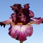 Beary Beary - tall bearded Iris
