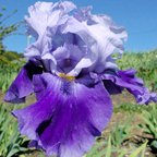 Beat The Heat - tall bearded Iris