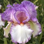 Beginnings - fragrant tall bearded Iris