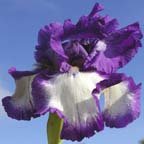 Bermuda Triangle - fragrant Border bearded Iris