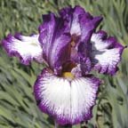 Berry Ripple - fragrant reblooming tall bearded Iris