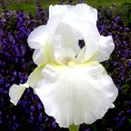 Bess Bergin - reblooming tall bearded Iris