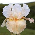 Betty Dunn - reblooming tall bearded Iris