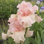 Beverly Sills - reblooming tall bearded Iris