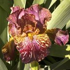 Bewilderbeast - fragrant tall bearded Iris
