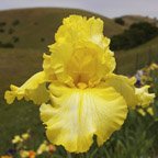 Big Business - tall bearded Iris