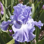 Big Sky - tall bearded Iris