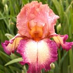 Birthday Surprise - reblooming tall bearded Iris