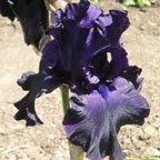 Black Butte - tall bearded Iris