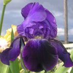 Black Falls - tall bearded Iris