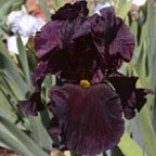 Black Fantasy - tall bearded Iris