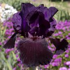 Black Flag - tall bearded Iris