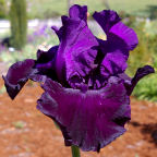 Black Grapes - tall bearded Iris
