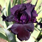 Black Suited - fragrant tall bearded Iris