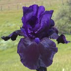Blackout - reblooming tall bearded Iris