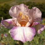 Blaney Marlow - reblooming tall bearded Iris