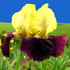 Blatant - fragrant reblooming tall bearded Iris