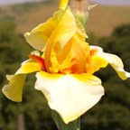 Blazing Light - tall bearded Iris