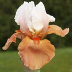 Blazing Sunrise - fragrant reblooming tall bearded Iris