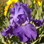 Blenheim Royal - tall bearded Iris