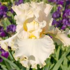 Blonde Bombshell - tall bearded Iris