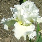 Blowing Bubbles - tall bearded Iris