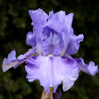 Blue Aristocrat - reblooming tall bearded Iris