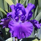 Blue Cheer - fragrant tall bearded Iris