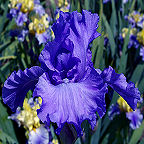 Blue Crusader - reblooming tall bearded Iris