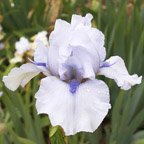 Blue Fin - fragrant reblooming tall bearded Iris