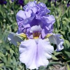 Blue Fire - fragrant tall bearded Iris