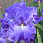 Blue Jay Way - fragrant tall bearded Iris