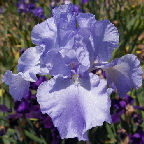 Blue Kentucky Girl - reblooming tall bearded Iris