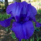 Blue Luster - tall bearded Iris
