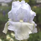 Blue Moonlight - reblooming tall bearded Iris