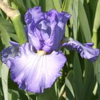 Blue Note Blues - fragrant reblooming tall bearded Iris