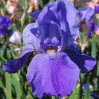 Blue Rhythm - fragrant tall bearded Iris