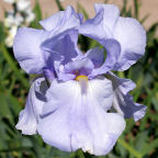 Blue Sapphire - tall bearded Iris