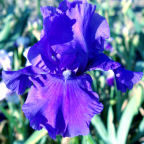 Blueberry Bliss - fragrant tall bearded Iris
