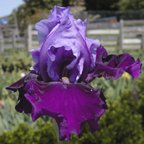 Bluebird Wine - tall bearded Iris