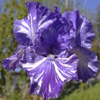 Blutique - tall bearded Iris