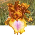 Bohemian - tall bearded Iris