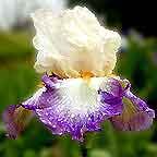 Bold Fashion - reblooming tall bearded Iris